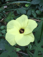 Abelmoschus esculentus