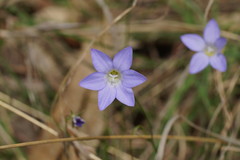 Wahlenbergia stricta stricta