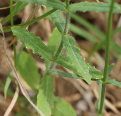 Wahlenbergia stricta stricta