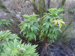 Pelargonium citronellum