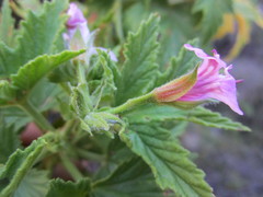 Pelargonium citronellum
