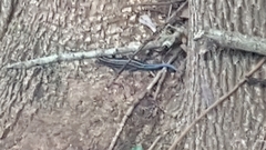 Plestiodon inexpectatus