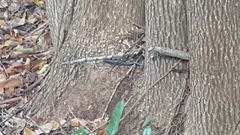 Plestiodon inexpectatus