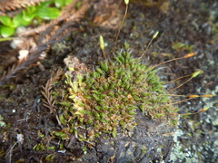 Leptostomum macrocarpum