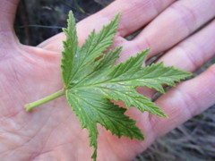 Pelargonium citronellum