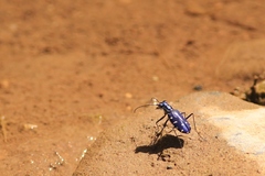 Calomera alboguttata