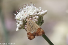 Pyrausta semirubralis