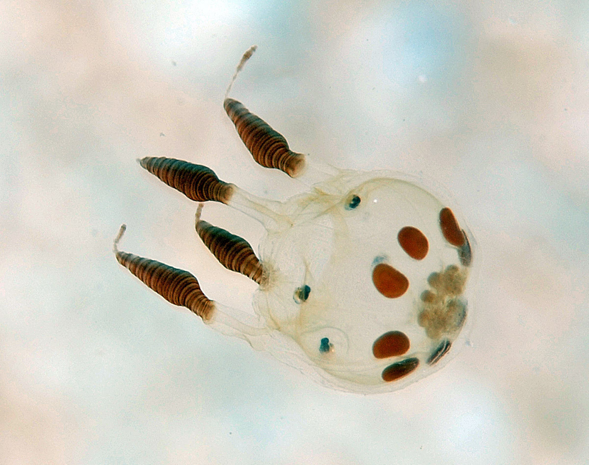 Copula sivickisi (Stiasny, 1926)