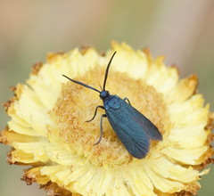 Turneriprocris dolens