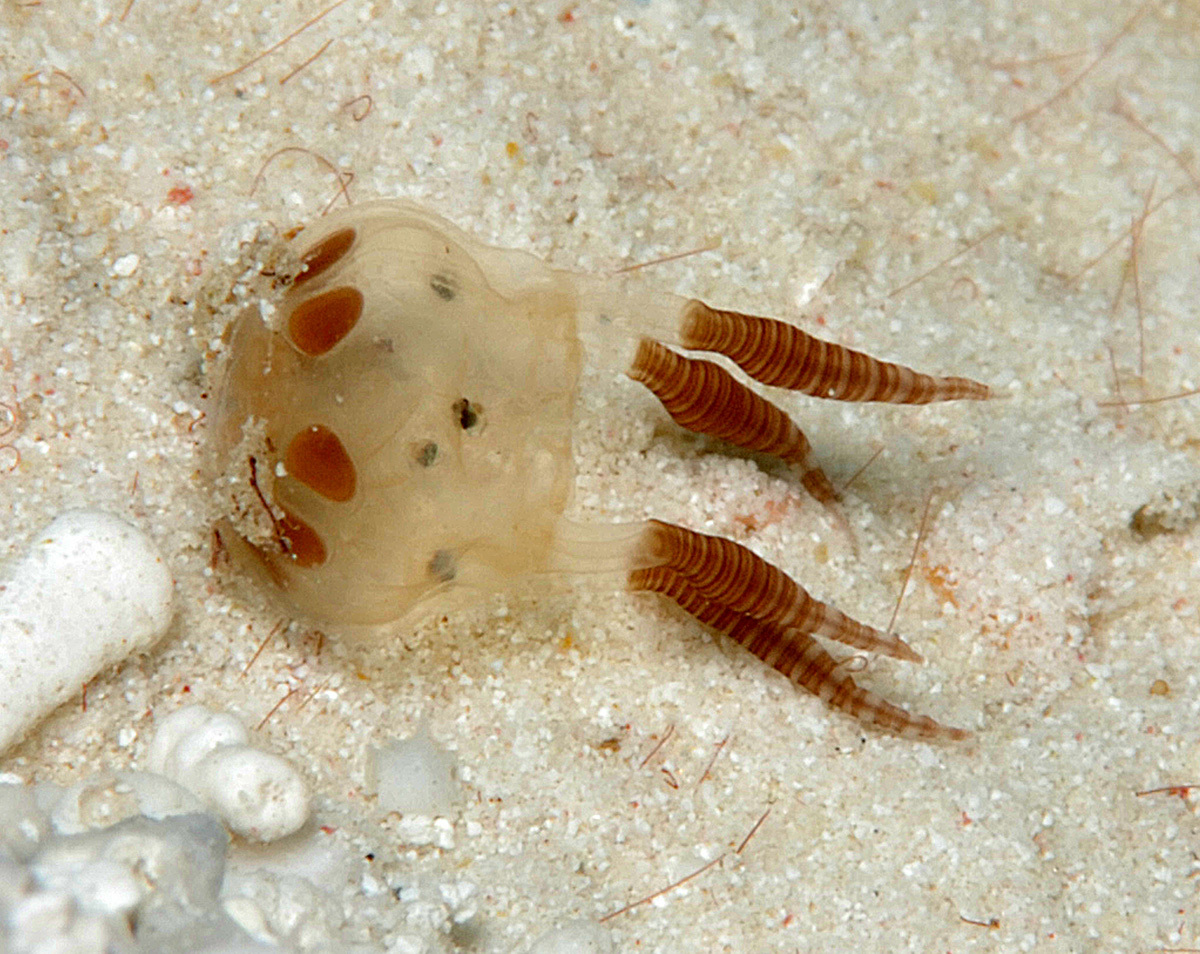 Copula sivickisi (Stiasny, 1926)