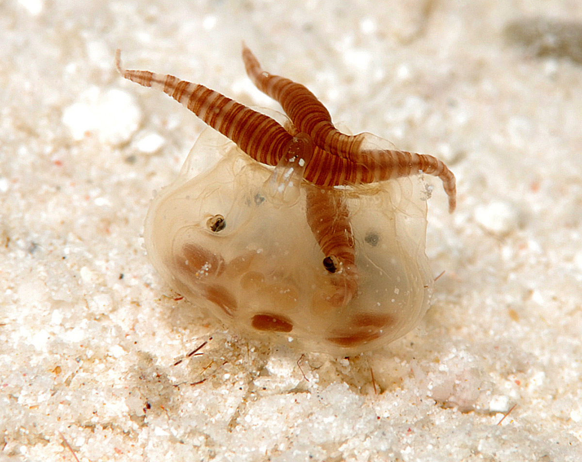 Copula sivickisi (Stiasny, 1926)