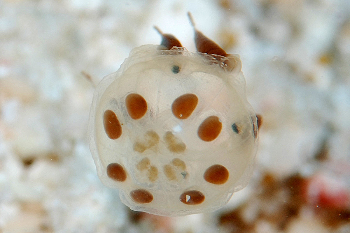 Copula sivickisi (Stiasny, 1926)