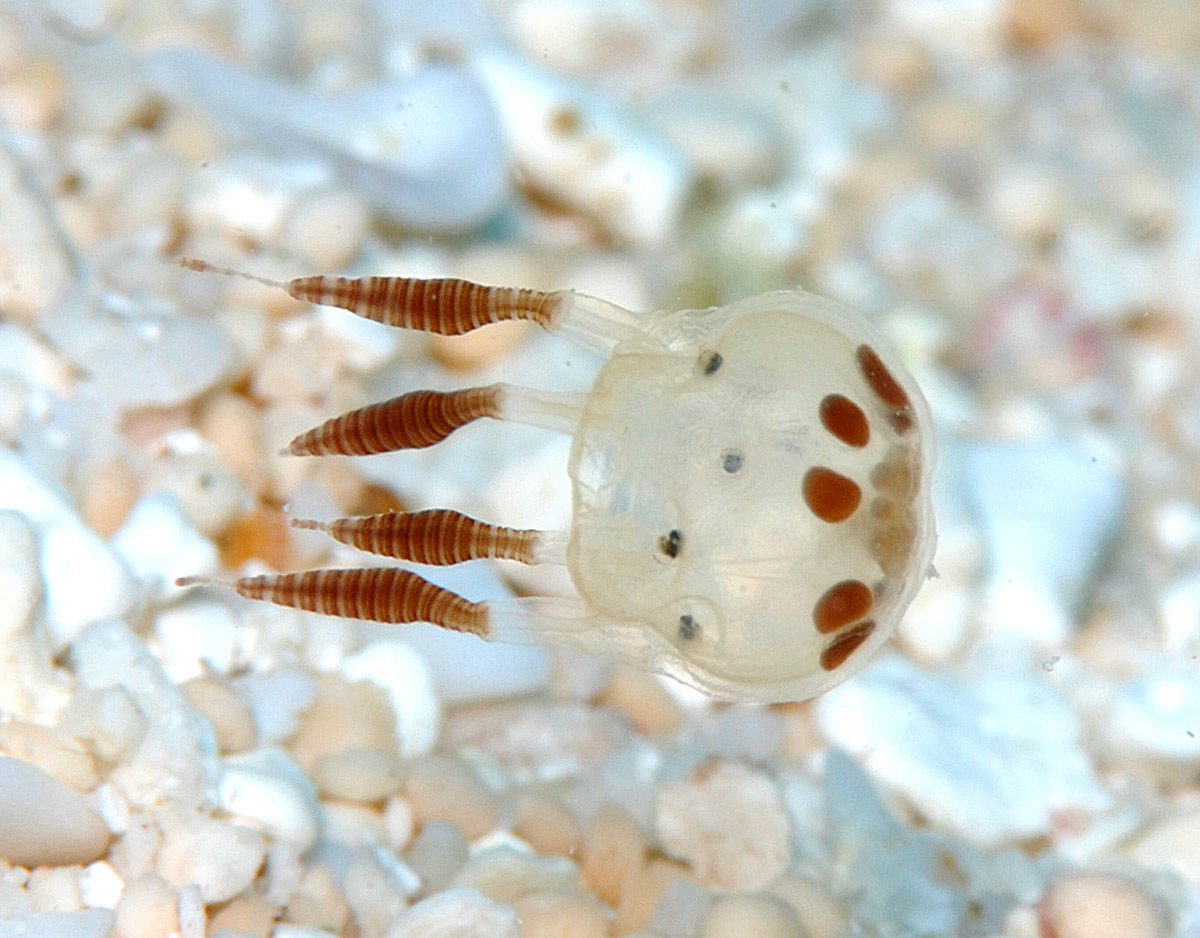Copula sivickisi (Stiasny, 1926)