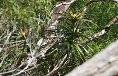 Freycinetia arborea