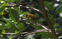 Chlorodrepanis flava