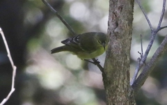 Chlorodrepanis flava