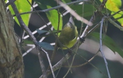 Chlorodrepanis flava