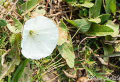 Convolvulus betonicifolius