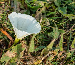 Convolvulus betonicifolius