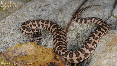 Central Asian Pitviper