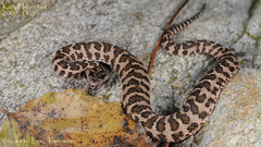 Gloydius intermedius