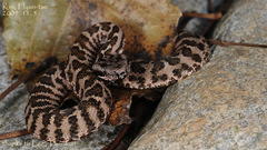 Gloydius intermedius