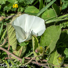 Convolvulus betonicifolius