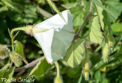 Convolvulus betonicifolius