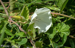 Convolvulus betonicifolius