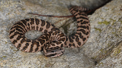 Gloydius intermedius