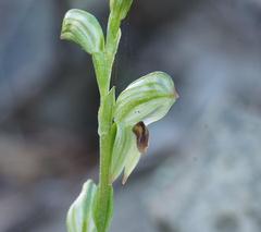 Pterostylis tunstallii