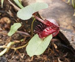 Corybas fimbriatus