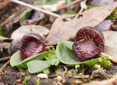 Corybas fimbriatus