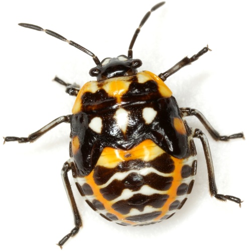 Harlequin Bug