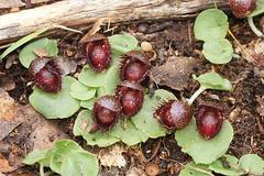 Corybas fimbriatus