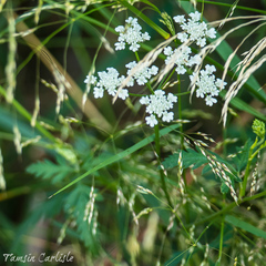 Anthriscus lamprocarpa