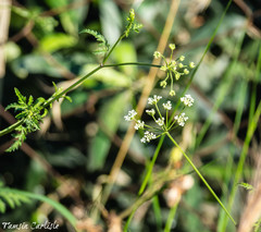 Anthriscus lamprocarpa