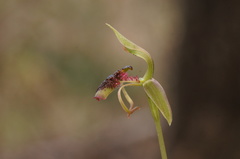 Chiloglottis curviclavia