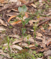 Pterostylis grandiflora