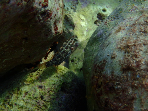 Kosirica (Symphodus roissali)