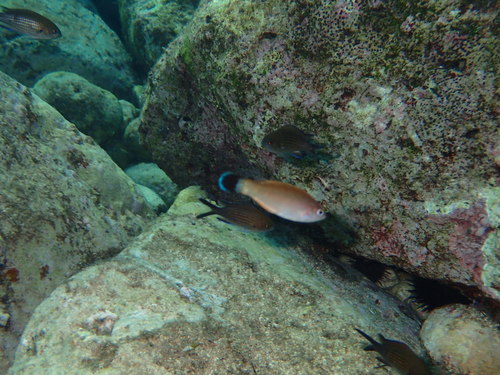 Hinac crnorepi (Symphodus melanocercus)