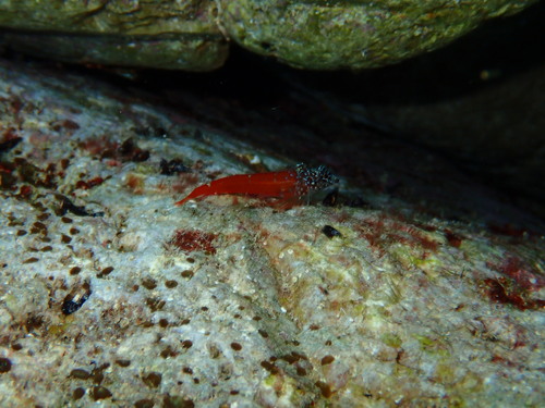 Pjevčić sićušni (Tripterygion melanurus)