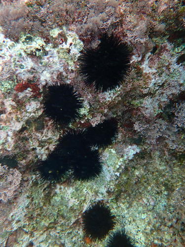 Crni ježinac (Arbacia lixula)