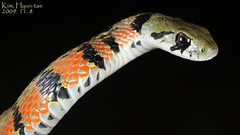 Tiger Keelback photo 2