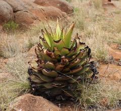 Aloe broomii
