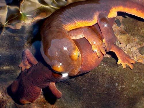 California Newt, photo 7 of 9