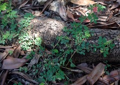 Indigofera hendecaphylla
