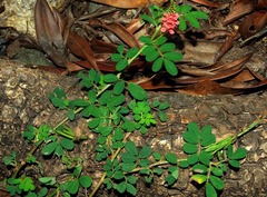 Indigofera hendecaphylla