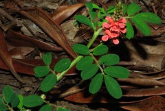 Indigofera hendecaphylla