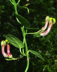 Ceropegia carnosa image